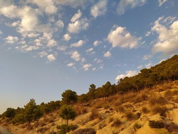 Low angle view of trees against sky