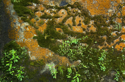 Detail shot of moss surface