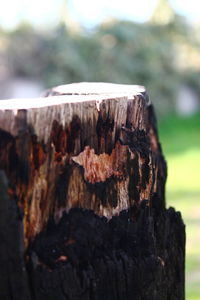 Close-up of wooden tree stump