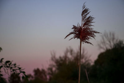 Close-up of silhouette plant against clear sky at sunset