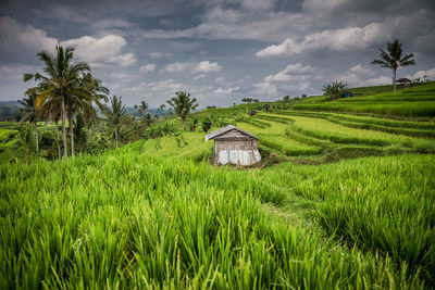 Scenic view of grassy field against cloudy sky