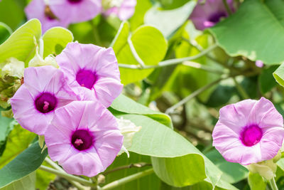 Close-up of pink flowering plant