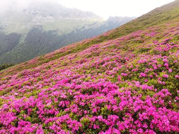 Scenic view of pink flowering plants and mountains against sky