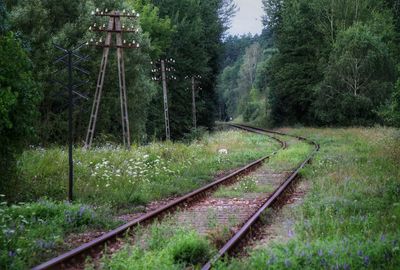 Railroad track amidst trees