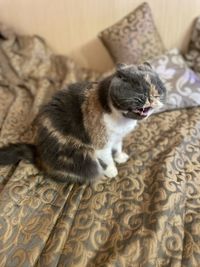 Yawning cat