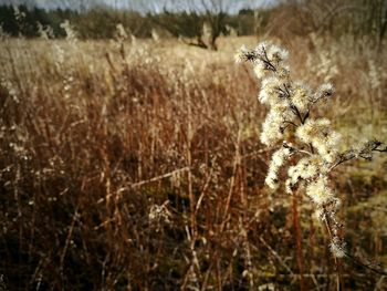 Close-up of plant on field