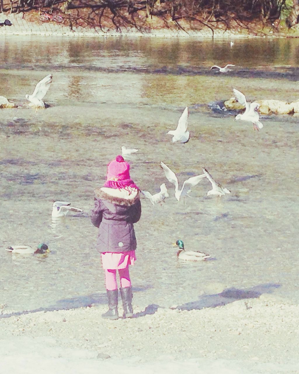 bird, animal themes, water, animals in the wild, wildlife, full length, seagull, nature, lake, beach, day, sunlight, shore, outdoors, flock of birds, high angle view, togetherness, lakeshore, rear view