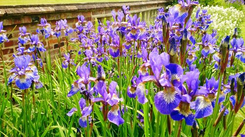 Close-up of purple flowers blooming in field