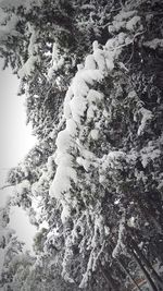 Low angle view of trees