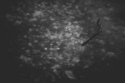 Close-up of birds against sky at night