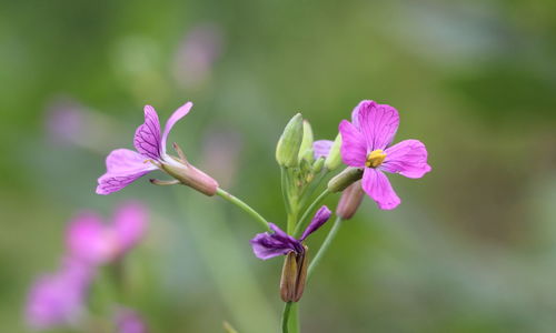 Close-up of pink flowering plant