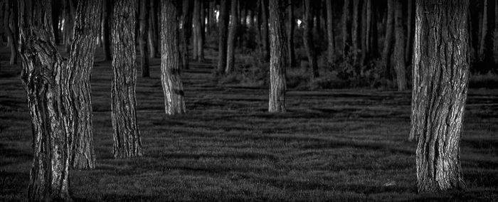 Wooden fence on grassy field