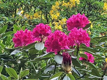 Close-up of pink flowers