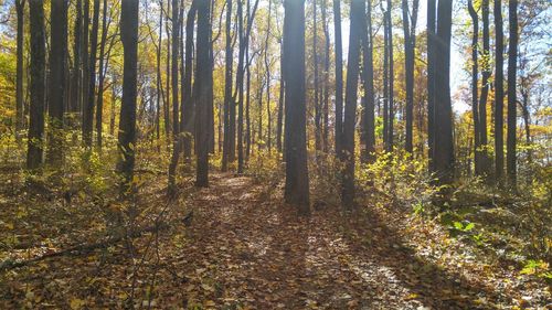 Full frame shot of trees in forest