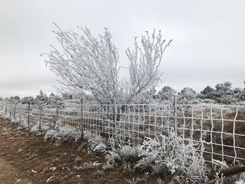Bare trees on landscape against sky