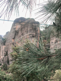 Low angle view of pine tree against sky