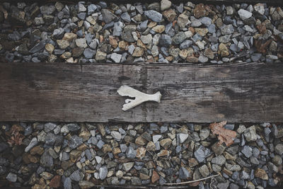 High angle view of cat on wooden log