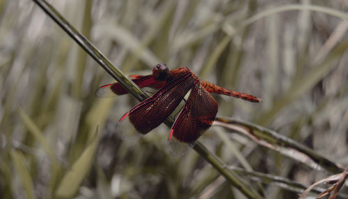 Close-up of dragonfly on plant