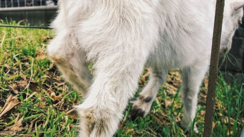 Dog standing on grassy field