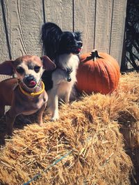 Close-up portrait of dogs