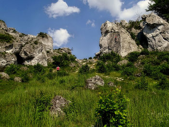 Plants growing on rocks against sky