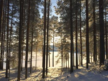 Trees in forest during winter