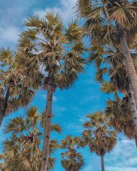 Low angle view of palm trees against blue sky