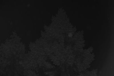 Low angle view of trees at night