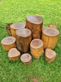 Group of wood stumps