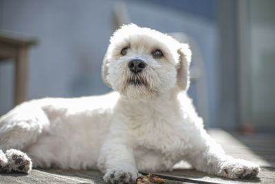 White dog looking up attentively while lying down in the sun