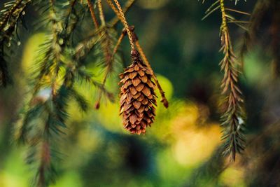 Close-up of pine cone on tree