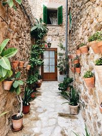 Potted plants in yard