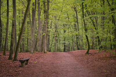 Road amidst trees in forest