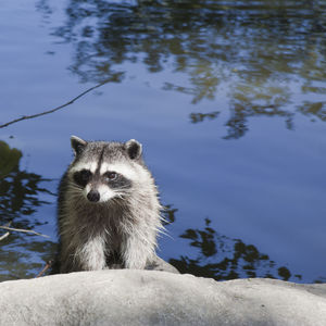 Raccoon by lake