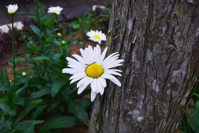 Close-up of white daisy flower on tree trunk