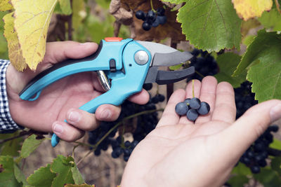 Cropped hands of farmer cutting grapes in vineyard