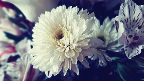 Close-up of white flowering plant