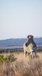 Zebra on a field