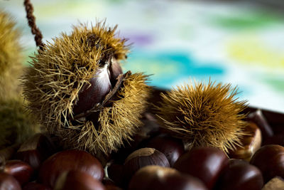 Close-up of chestnuts