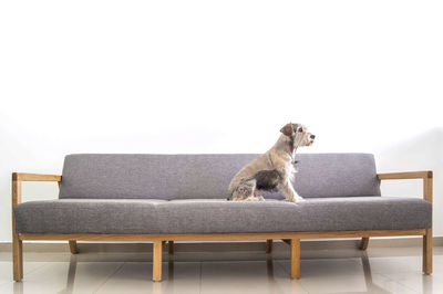 Dog sitting on sofa against white background