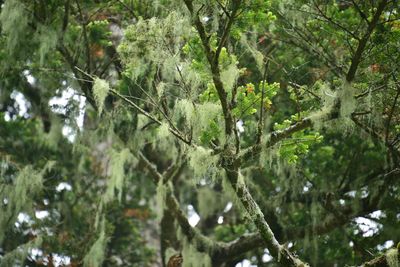 Low angle view of trees