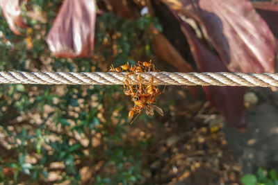 Close-up of insect on plant