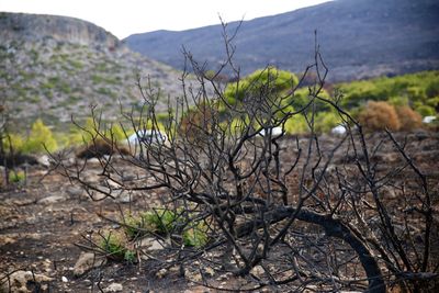 Close-up of plants against mountain