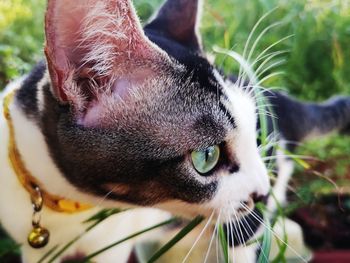 Close-up of cat