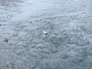 Swan swimming in sea