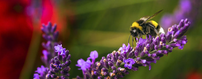 Close-up of bee on lavender