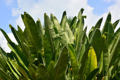 Low angle view of plants growing on field against sky