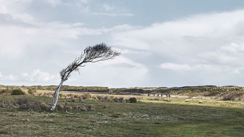 View of dead plant on land