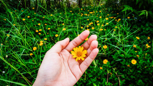 Close-up of hand holding flower