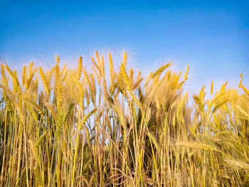 Golden, ripe wheat against blue sky background.